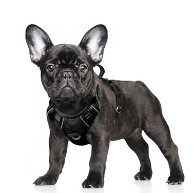 BARKBAY No Pull Dog Harness Large Reflective Dog Harness with Front Clip and Easy Control Handle for Walking Training Running with ID tag PocketBlackS
