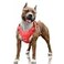 BARKBAY No Pull Dog Harness Large Reflective Dog Harness with Front Clip and Easy Control Handle for Walking Training Running with ID tag PocketRedL