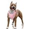 BARKBAY No Pull Dog Harness Large Reflective Dog Harness with Front Clip and Easy Control Handle for Walking Training Running with ID tag PocketBaby PinkL
