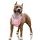BARKBAY No Pull Dog Harness Large Reflective Dog Harness with Front Clip and Easy Control Handle for Walking Training Running with ID tag PocketBaby PinkL