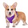 BARKBAY No Pull Dog Harness Large Reflective Dog Harness with Front Clip and Easy Control Handle for Walking Training Running with ID tag PocketPurpleM