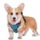 BARKBAY No Pull Dog Harness Large Step in Reflective Dog Harness with Front Clip and Easy Control Handle for Walking Training Running with ID tag PockeBlueBlackM