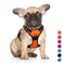 BARKBAY No Pull Dog Harness Large Step in Reflective Dog Harness with Front Clip and Easy Control Handle for Walking Training RunningOrangeS