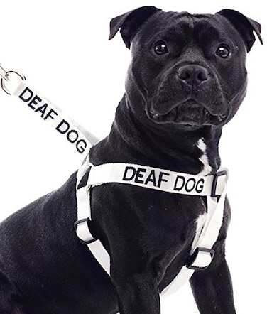 Dexil Limited Deaf Dog White Color Coded LXL Non Pull Dog Harness Prevents Accidents by Warning Others of Your Dog in Advance