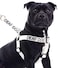 Dexil Limited Deaf Dog White Color Coded LXL Non Pull Dog Harness Prevents Accidents by Warning Others of Your Dog in Advance