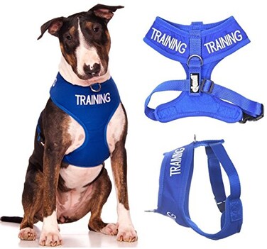 Dexil Training Dog in TrainingDo Not Disturb Blue Colour Coded NonPull Front and Back D Ring Padded and Waterproof Vest Dog Harness Prevents Accidents by Warning Others of Your Dog in Advance L
