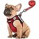 FAYOGOO Service Dog Vest for Small Dogs Lightweight Dog Harness with 6PCS Removable Patches Puppy Harness and Leash Set for WalkingTraining