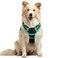 rabbitgoo Dog Harness No Pull with 2 Leash Clips Adjustable Soft Padded Reflective Oxford No Choke Pet Vest with Easy Control Handle for Medium Sized Dogs Black Turquoise M