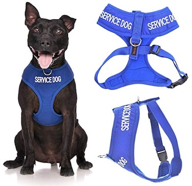 Dexil SERVICE DOG Do Not DisturbDog Is Working Blue Colour Coded NonPull Front and Back D Ring Padded and Waterproof Vest Dog Harness PREVENTS Accidents By Warning Others Of Your Dog In Advance M