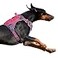 BUMBIN Tactical Dog Harness for Large Dogs No Pull Famous TIK Tok No Pull Puppy Harness Fit Smart Reflective Pet Walking Harness for Training Adjustable Dog Vest Harness with Handle Pink L