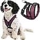 Gooby Comfort X Head in Harness Purple Small No Pull Dog Harness with Patented ChokeFree X Frame for Small to Medium Dogs IndoorOutdoor Use