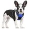 rabbitgoo Dog Harness No Pull with 2 Leash Clips Adjustable Soft Padded Reflective Oxford No Choke Pet Vest with Easy Control Handle for Small Dogs Dazzling Blue S