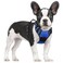 rabbitgoo Dog Harness No Pull with 2 Leash Clips Adjustable Soft Padded Reflective Oxford No Choke Pet Vest with Easy Control Handle for Small Dogs Dazzling Blue S