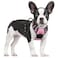 rabbitgoo Dog Harness No Pull with 2 Leash Clips Adjustable Soft Padded Reflective Oxford No Choke Pet Vest with Easy Control Handle for Small Dogs Pink S