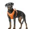 BARKBAY No Pull Dog Harness Large Reflective Dog Harness with Front Clip and Easy Control Handle for Walking Training Running with ID tag PocketOrangeXL
