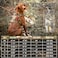 ONETIGRIS Tactical Dog Harness Vest with Handle Military Dog Harness for Large Medium DogsNoPull Service Dog Vest with Hook Loop PanelsAdjustable Dog Vest Harness for Walking Hiking TrainingCamo