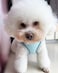 Solmoony Dog Harness for Small Medium Dogs No Pull Puppy Harness and Leash Set Puppy Harness Step in Harness for Small Dogs mesh Dog Harness Bule M