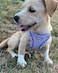 Petank Dog Harness for Small Medium Dogs No Pull Puppy Harness and Leash Set Step in Dog Harness for Walking Running Training Small Dog Vest Medium Dog Vest Purple XXS