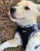 Petank Dog Harness for Small Medium Dogs No Pull Puppy Harness and Leash SetStep in Dog Harness for Walking Running Training Small Dog VestBlack XXS