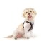 Curli Vest Harness Merino curli Clasp Black 2XS