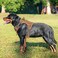Beebiepet Heavy Duty Tactical Dog Harness for Small Dogs No Pull Adjustable Pet Harness Reflective Service Training Easy Control Pet Vest Military K9 Working Dog HarnessesX Large Brown