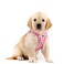 Curli Vest Harness curli Clasp AirMesh PinkCaro M Leash L
