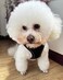 SOLMOONY Dog Harness for Small Medium Large Dogs No Pull Puppy and Leash Set Dogs Step in Harness mesh Harness Black L