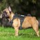 Beebiepet Heavy Duty Tactical Dog Harness for Small Dogs No Pull Adjustable Pet Harness Reflective Service Training Easy Control Pet Vest Military K9 Working Dog Harnesses Medium Black