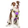 rabbitgoo Dog Harness No Pull with 2 Leash Clips Adjustable Soft Padded Reflective Oxford No Choke Pet Vest with Easy Control Handle for Large Dogs Purple Yellow L