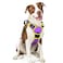 rabbitgoo Dog Harness No Pull with 2 Leash Clips Adjustable Soft Padded Reflective Oxford No Choke Pet Vest with Easy Control Handle for Large Dogs Purple Yellow L