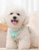 Petank Blue xs Dog Harness for Small Dogs No Pull Dog Harness with 2 Leash ClipsPuppy Harness Adjustable Dog Vest Harness Blue XS