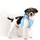 Curli Vest Harness curli Clasp AirMesh SkyBlueCircles 3XS Leash M