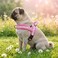 Didog No Pull Dog Harness with Soft Padded Easy Walk Dog Harness with Quick Release Buckle Adjustable Reflective Pet Harness with Soft Padded for Small Medium Dogs SChest 1922 Pink