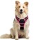 rabbitgoo Dog Harness No Pull with 2 Leash Clips Adjustable Soft Padded Reflective Oxford No Choke Pet Vest with Easy Control Handle for Large Dogs Black Hot Pink M