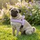 Didog No Pull Dog Harness with Soft Padded Easy Walk Dog Harness with Quick Release Buckle Adjustable Reflective Pet Harness with Soft Padded for Small Medium Dogs SChest 1922 Purple