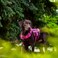 RunFido Dog Harness for Large Dogs Heavy Duty No Pull Tactical Dog Harness with Molle System Easy On and Off Service Dog Vest Breathable Padded Adjustable Reflective Pet Vest for Walking Hiking Traini