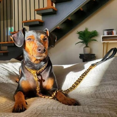 KINGOLDOGS Gold Dog Leash Large Dogs Metal Chew Proof Dog Leash32MM Heavy Duty Dog Chain Leash Stainless Steel with Genuine Leather Handle3FT