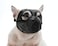 CILKUS Short Snout Dog Muzzles Bulldog Muzzle Adjustable Breathable Mesh Can Stick Out Tongue and Drink Water AntiBiting and Training Dog S 153161 Black