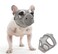 CILKUS Short Snout Dog Muzzles Bulldog Muzzle Adjustable Breathable Mesh Can Stick Out Tongue and Drink Water AntiBiting and Training Dog L 196205 Grey