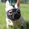 JYHY Short Snout Dog Muzzle Adjustable Breathable Mesh Bulldog Muzzle for Biting Chewing Barking Training Grooming Dog MaskGreyEyehole M