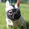 JYHY Short Snout Dog Muzzle Adjustable Breathable Mesh Bulldog Muzzle for Biting Chewing Barking Training Grooming Dog MaskGreyEyehole M