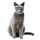 MiOYOOW Cat Muzzle Breathable Cat Face Cover Transparent Anti Bite Face Protection for Nail Trimming Bathing