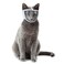 MiOYOOW Cat Muzzle Breathable Cat Face Cover Transparent Anti Bite Face Protection for Nail Trimming Bathing