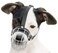 PetriStor 05 Dog Chrome Metal Muzzles Wire Basket Adjustable Leather Straps ircumference is 6682 in the Length is 1923 in