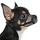 Mayerzon Dog Muzzle Soft Mesh Muzzles for Small Medium Large Dogs Chihuahua Poodle Husky Labrador Retriever Breathable Dog Mouth Guard for Biting Chewing Grooming Allow Panting DrinkingXXS Black