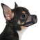 Mayerzon Dog Muzzle Soft Mesh Muzzles for Small Medium Large Dogs Chihuahua Poodle Husky Labrador Retriever Breathable Dog Mouth Guard for Biting Chewing Grooming Allow Panting DrinkingXXS Black