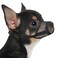 Mayerzon Dog Muzzle Soft Mesh Muzzles for Small Medium Large Dogs Chihuahua Poodle Husky Labrador Retriever Breathable Dog Mouth Guard for Biting Chewing Grooming Allow Panting DrinkingXXS Black