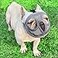 TANDD Short Snout Dog Muzzle Adjustable Breathable Mesh Bulldog Muzzle for Barking Biting Chewing Training GreyNot Tongue Out XS