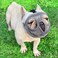 TANDD Short Snout Dog Muzzle Adjustable Breathable Mesh Bulldog Muzzle for Barking Biting Chewing Training GreyNot Tongue Out XS