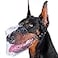Mayerzon Basket Muzzle for Small to Large Dogs Breathable Prevents Biting for Grooming Scavenging Suitable for Husky Golden Retriever Labrador Beagle